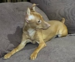 Small #1 Miniature Pinscher