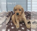 Puppy Grey Golden Retriever