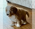 Small #6 Bernedoodle (Miniature)