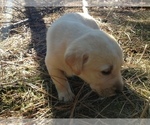 Small Photo #1 Labrador Retriever Puppy For Sale in COEUR D ALENE, ID, USA