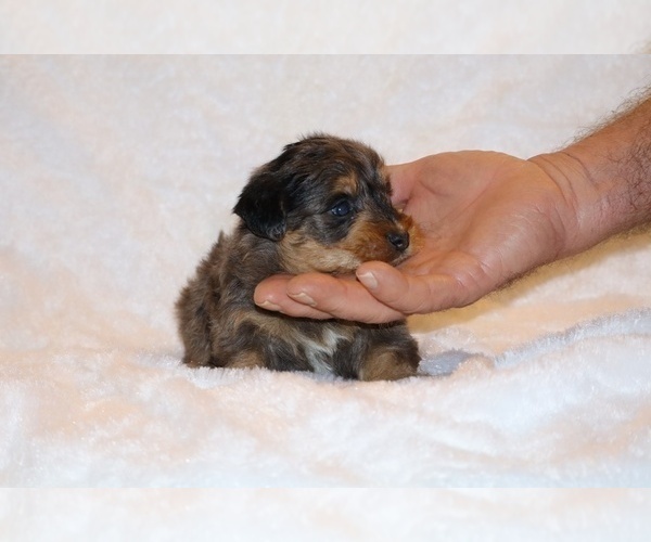 Medium Photo #9 Poodle (Toy)-YorkiePoo Mix Puppy For Sale in DYERSBURG, TN, USA