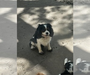 Cavalier King Charles Spaniel Puppy for sale in TAYLOR, TX, USA