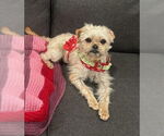 Small #2 Maltese Mix