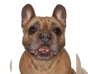 French Bulldog-Unknown Mix Dogs for adoption in Oakland Park, FL, USA