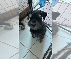 Father of the Schnauzer (Miniature) puppies born on 03/31/2025