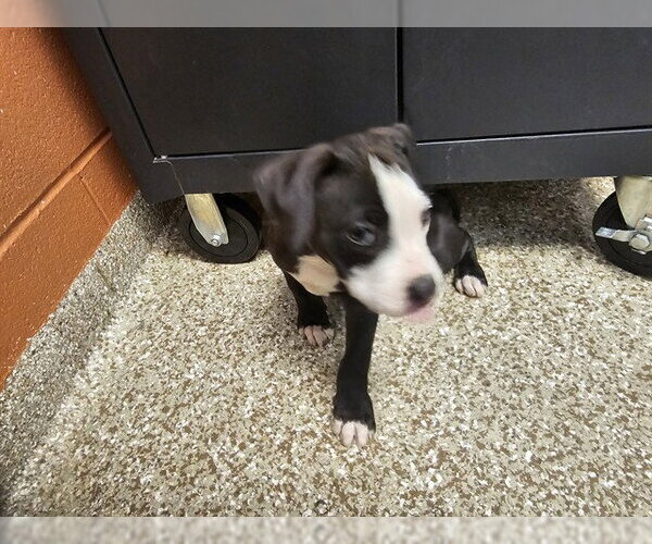 Medium Photo #1 Mutt Puppy For Sale in Pueblo, CO, USA