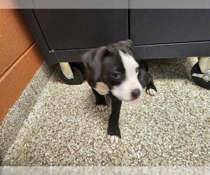 Mutt Dogs for adoption in Pueblo, CO, USA