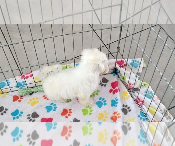 Medium Photo #5 Zuchon Puppy For Sale in ORO VALLEY, AZ, USA