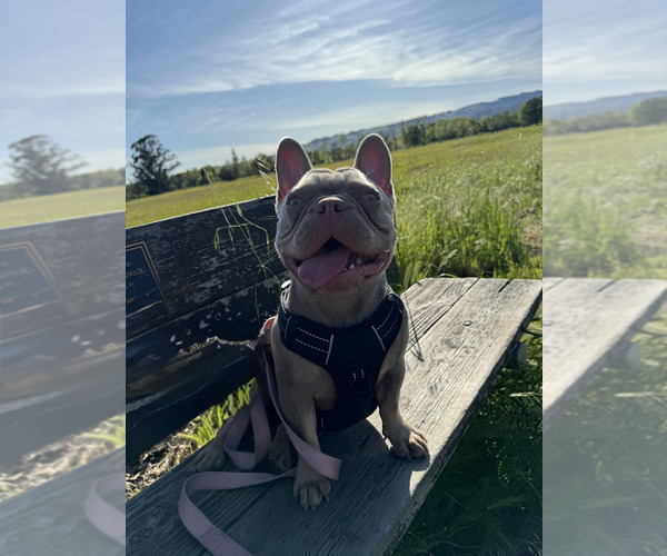 Medium Photo #1 French Bulldog Puppy For Sale in BURLINGAME, CA, USA