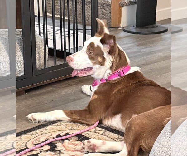 Medium Photo #2 Australian Shepherd-Unknown Mix Puppy For Sale in Woodbury, NY, USA