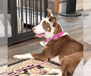 PENELOPE - Female Australian Shepherd-Unknown Mix Dog for Adoption - Photo #2