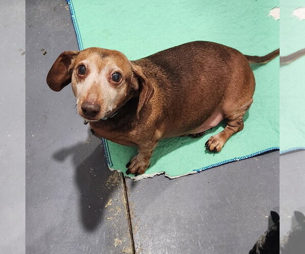 Medium Photo #1 Dachshund Puppy For Sale in Walnutport, PA, USA