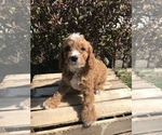 Small Photo #2 Cavapoo Puppy For Sale in GOSHEN, IN, USA