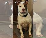 Small #17 American Pit Bull Terrier Mix