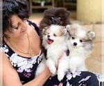 Small Photo #9 Pomeranian Puppy For Sale in WINDERMERE, FL, USA