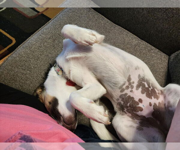 Medium Photo #4 Mutt Puppy For Sale in Dahlgren, VA, USA