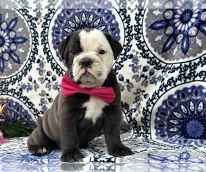 Bulldog Puppy for sale in LANCASTER, PA, USA