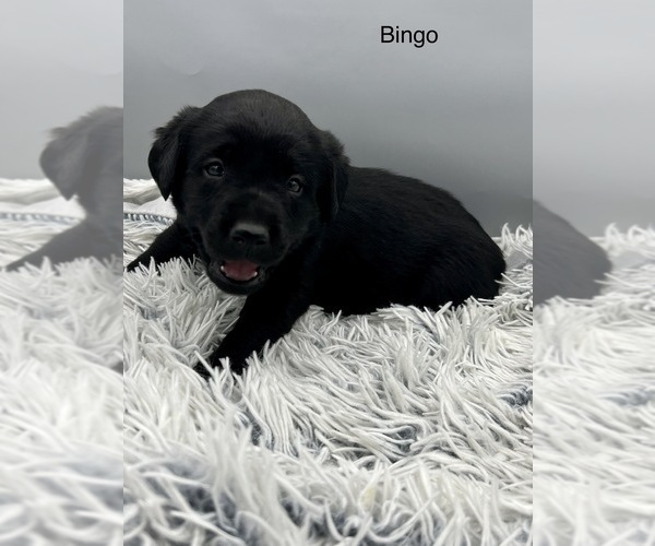 Medium Photo #6 Labrador Retriever Puppy For Sale in FREDERICKSBG, OH, USA