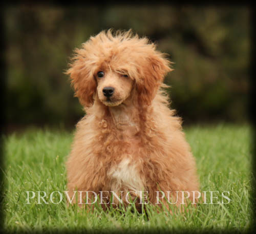 Medium Photo #42 Poodle (Miniature) Puppy For Sale in COPPOCK, IA, USA