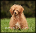 Small Photo #42 Poodle (Miniature) Puppy For Sale in COPPOCK, IA, USA