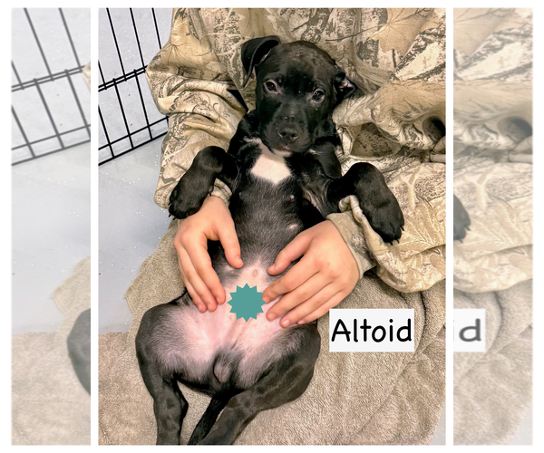 Medium Photo #1 American Boston Bull Terrier Puppy For Sale in GILBERTS, IL, USA