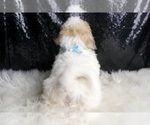 Small Photo #140 Maltipoo Puppy For Sale in WARSAW, IN, USA