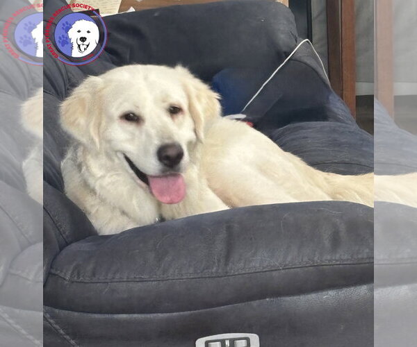 Medium Photo #5 Great Pyrenees Puppy For Sale in Spring, TX, USA
