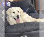 Small #4 Great Pyrenees