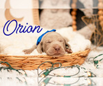 Puppy Orion Weimaraner