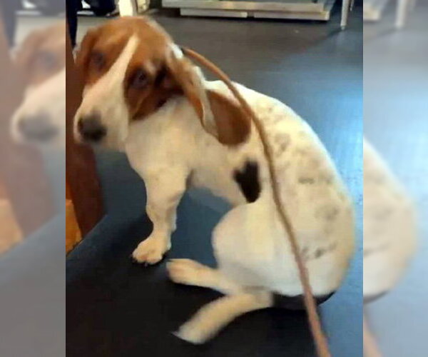 Medium Photo #4 Basset Hound Puppy For Sale in Deepwater, NJ, USA
