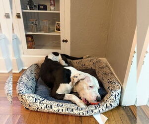 Pluto - Male American Bulldog-Unknown Mix Dog for Adoption - Photo #4