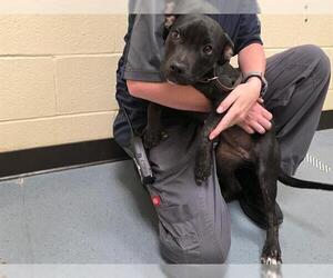 Mutt Dogs for adoption in Denver, CO, USA