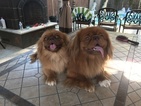 Small Photo #2 Tibetan Spaniel Puppy For Sale in ROSEVILLE, CA, USA
