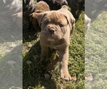 Small Photo #5 Olde English Bulldogge Puppy For Sale in VIOLA, AR, USA