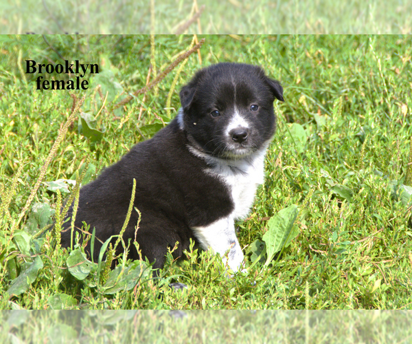 Medium Photo #9 Border-Aussie Puppy For Sale in CLARE, MI, USA
