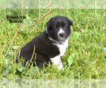 Small #8 Border-Aussie