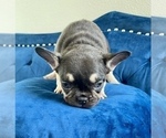 Small #11 French Bulldog