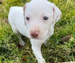 Small Photo #20 Pointer Puppy For Sale in CENTREVILLE, MD, USA
