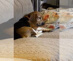 Small #3 Beagle