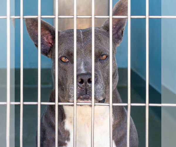 Medium Photo #1 French Bulldog-Unknown Mix Puppy For Sale in Pasadena, CA, USA