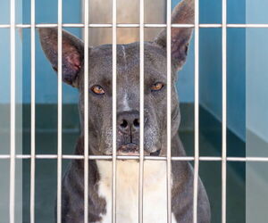 French Bulldog-Unknown Mix Dogs for adoption in Pasadena, CA, USA