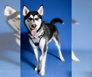 Siberian Husky Dogs for adoption in West Valley, UT, USA
