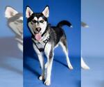 Small Siberian Husky