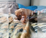 Puppy 3 Boxer-Mastiff Mix