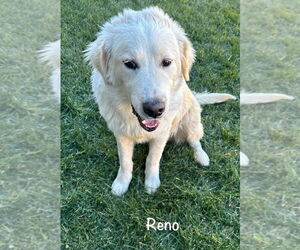 Great Pyrenees Dogs for adoption in Denver , CO, USA