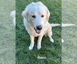 Small Great Pyrenees