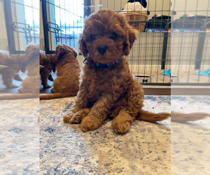 Cavapoo Puppy for sale in STURGEON BAY, WI, USA