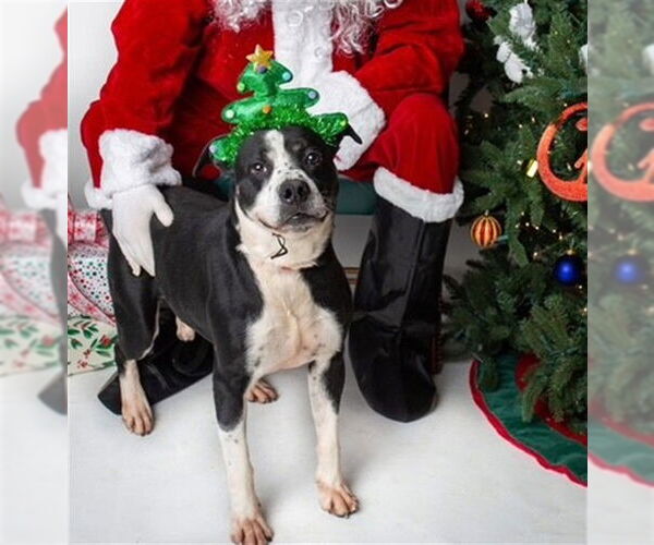 Medium Photo #2 Mutt Puppy For Sale in Louisville, KY, USA