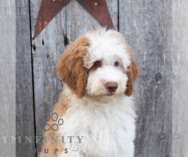 Medium Photo #4 Bernedoodle (Miniature) Puppy For Sale in SUNBURY, PA, USA