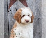 Small #3 Bernedoodle (Miniature)